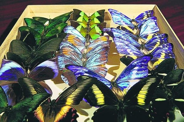How a world-class butterfly smuggler got pinned  