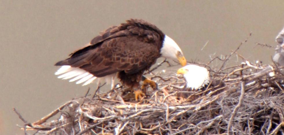 Eagles: The Kings of the Sky  Free Documentary Nature 