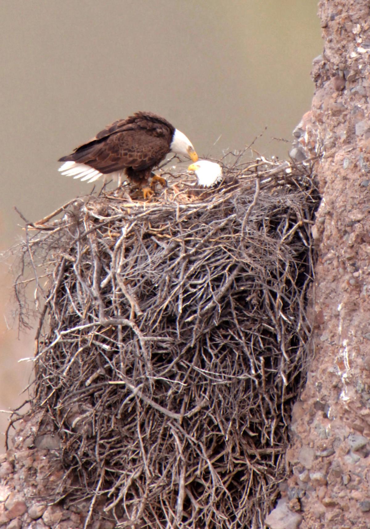 Once-endangered bald eagles are now flourishing in Arizona | Local news