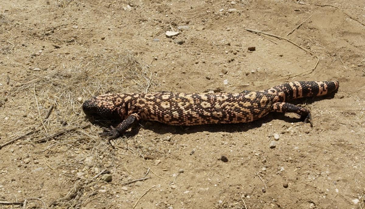 Things Every Desert Dweller Should Know About Gila Monsters Recreation Tucson Com