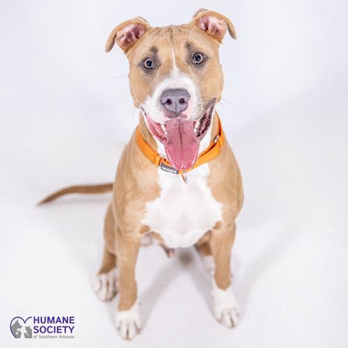 Adopt a friend: Bandito