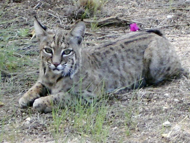 Oklahoma City Zoo announces passing of beloved bobcat