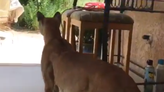 Oro Valley Mountain Lion