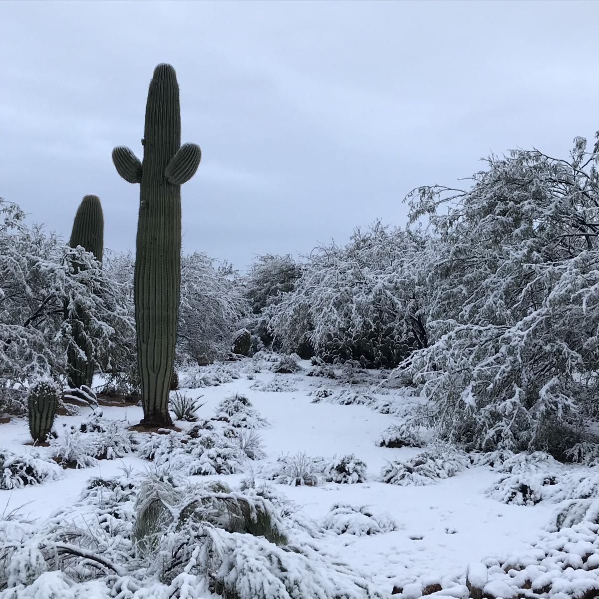 Southeast Arizona gets rain, snow on New Year's morning Local news