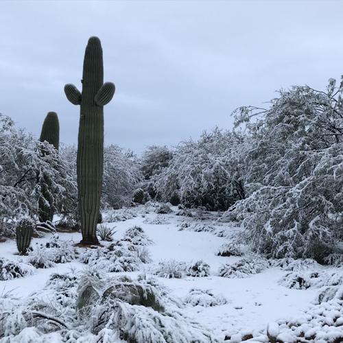 Sahuarita Snow