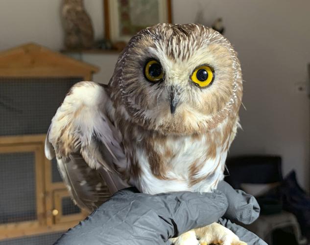 Holiday Hoot