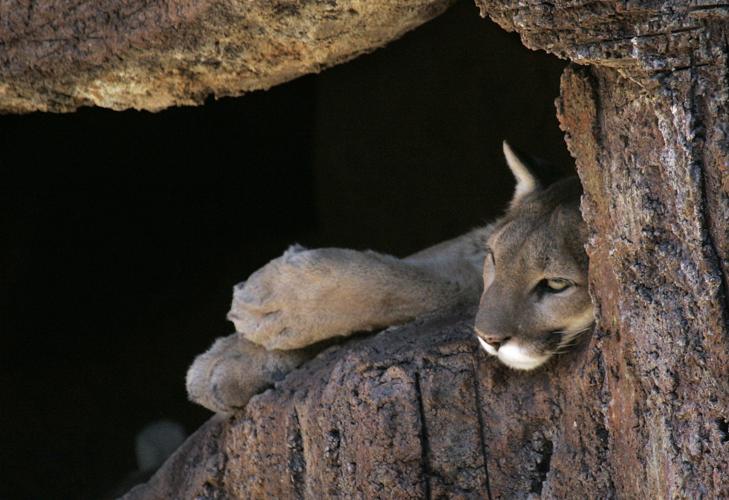 Arizona-Sonora Desert Museum