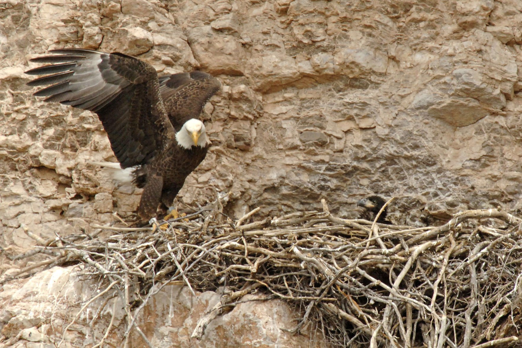 Once-endangered Bald Eagles Are Now Flourishing In Arizona | Local News ...