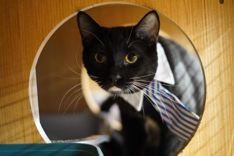 Adopt a friend: Cabernet