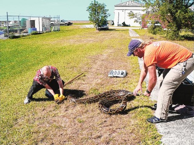 Pythons are a threat to Everglades  