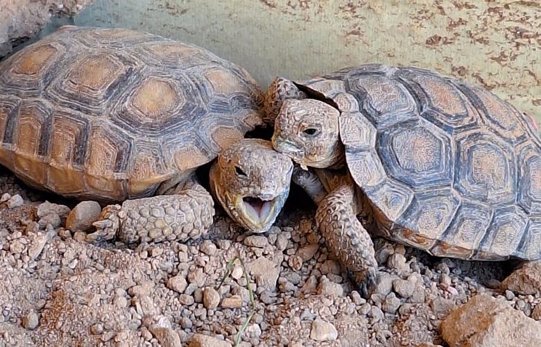 Baby Sonoran Desert tortoises cuddling