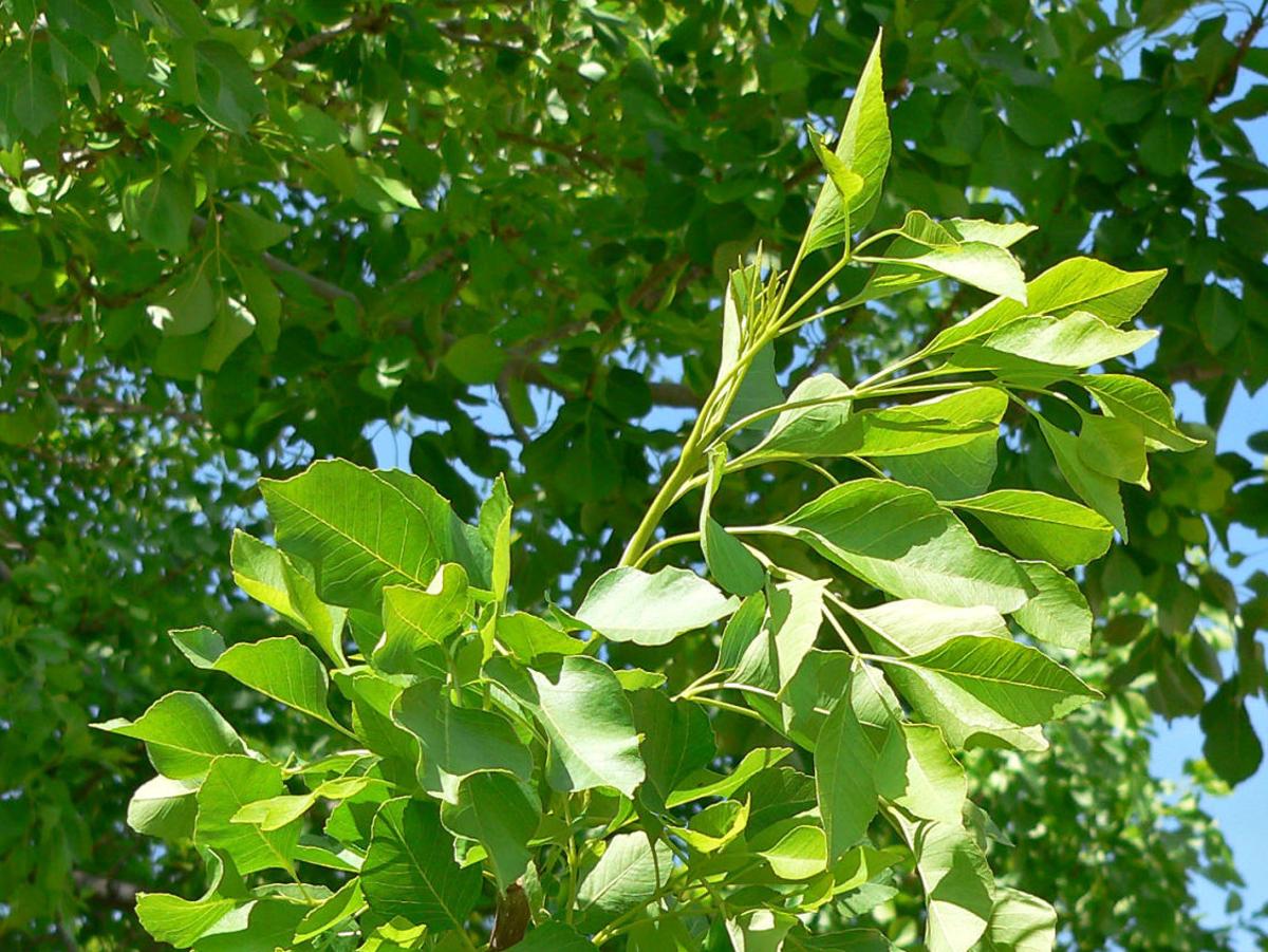 How Much To Water Your Ash Trees Tucson Com