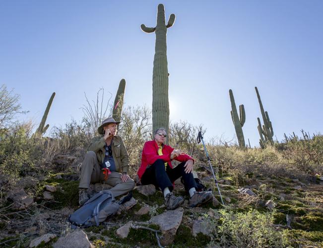 Saguaro cactus census at Saguaro NP