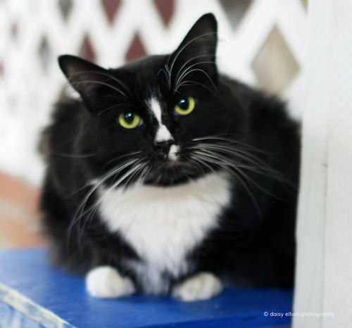 Adopt A Friend: Bayou