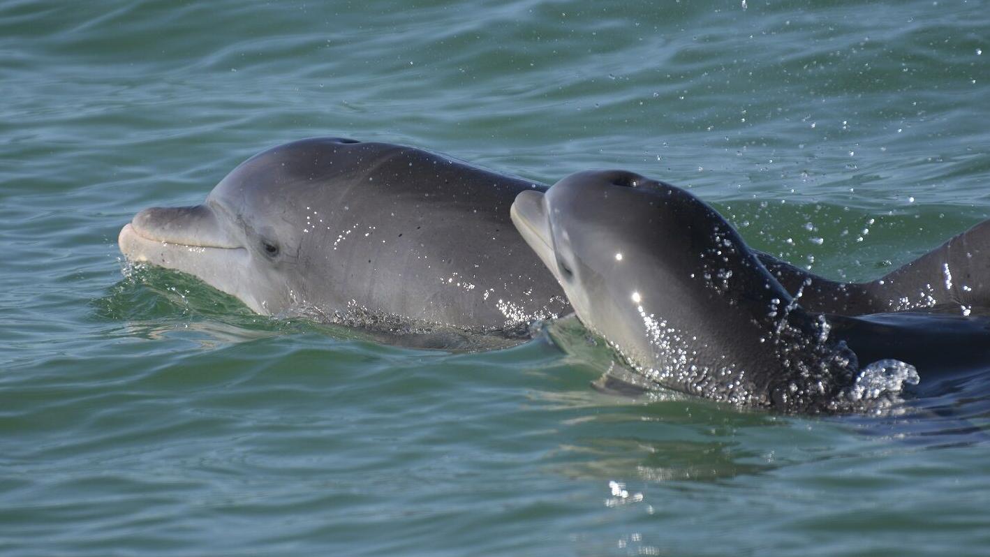 Baby talk: Dolphin, human moms have sweet trait in common - Vimarsana News