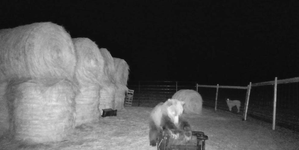 Avon grizzly tries bear-resistant container