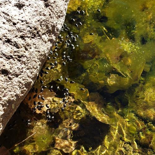 Beyond the Surface: Life Inside a Spring
