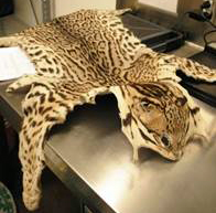 Animal hide