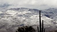 Saguaro National Park