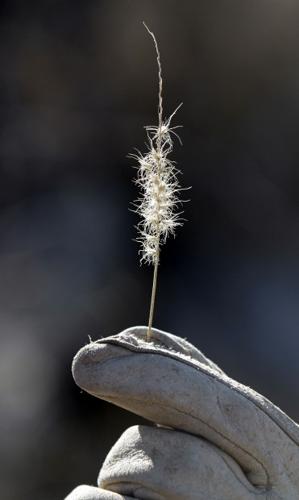 Volunteers fight war against buffelgrass at Saguaro Park  