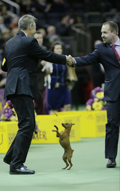 Westminster Dog Show