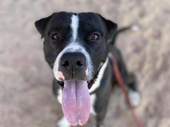 Adopt a friend: Blazer