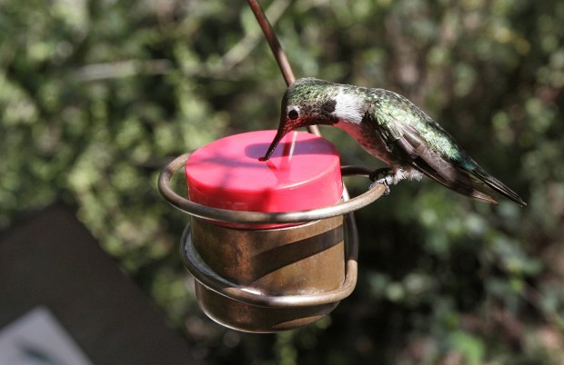 The Arizona-Sonora Desert Museum at 60 years old