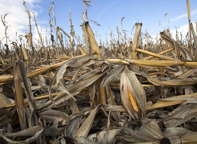Climate Change Food System