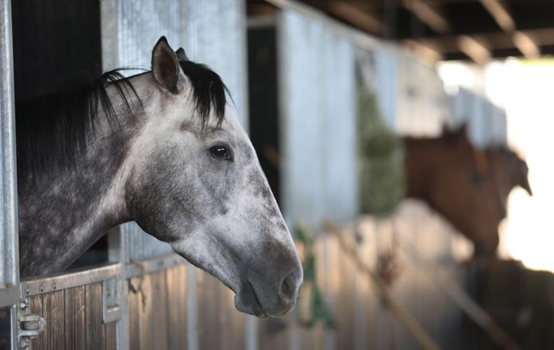 Rillito Park, horsing racing, 2022