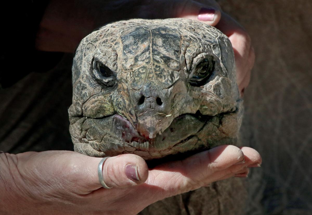 Reid Park Zoo Animal Series