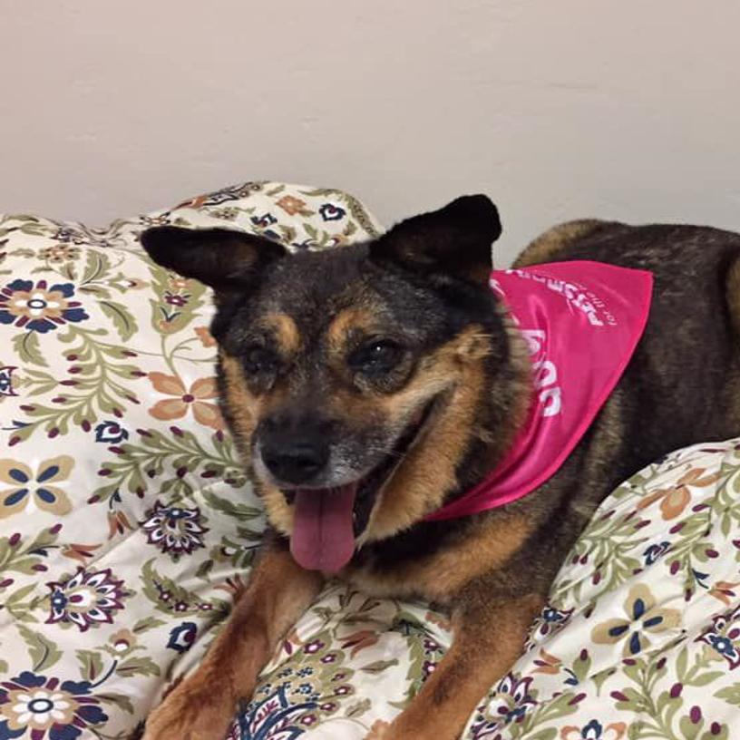 Adoptable Pets In The Tucson Area Pets Tucson Com