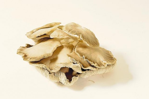 Fungus among us  