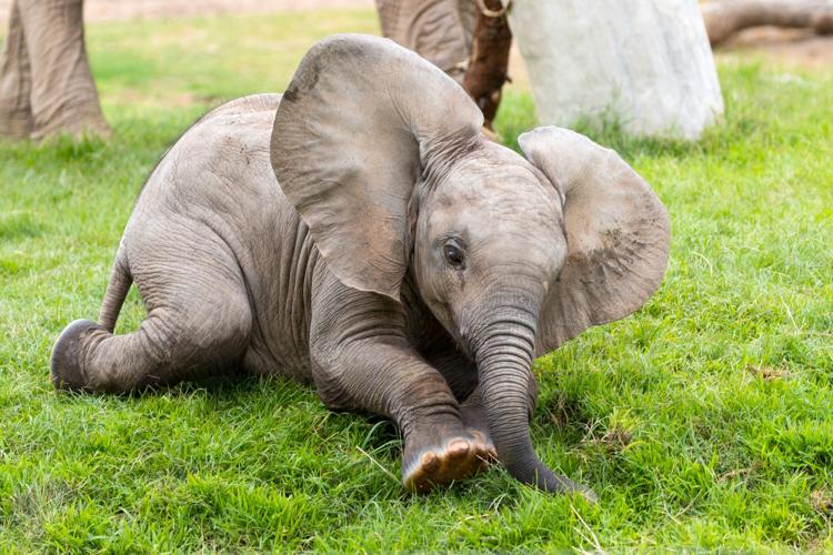 Photo Baby Elephants Playing