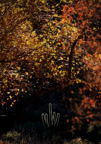January Autumn color at Sabino Canyon