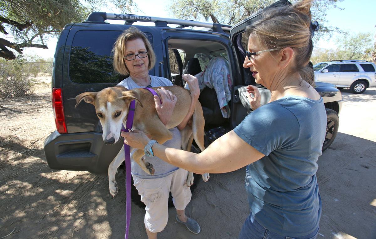 New animal shelters in Marana, Tucson, Green Valley | Home & Garden ...