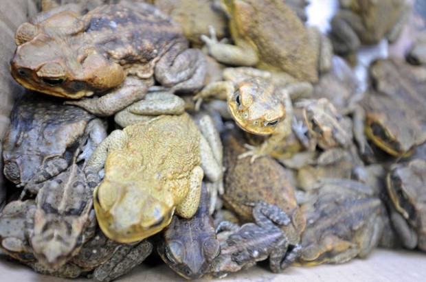 Thousands of toxic toads killed in Australian fest  