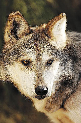 Sen. Jeff Flake seeks end to Mexican gray wolf protections