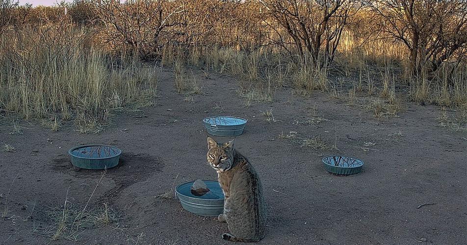 How to Set Up a Water Bowl for Backyard Wildlife