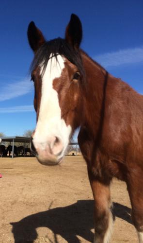 Adopt A Friend: Wyatt