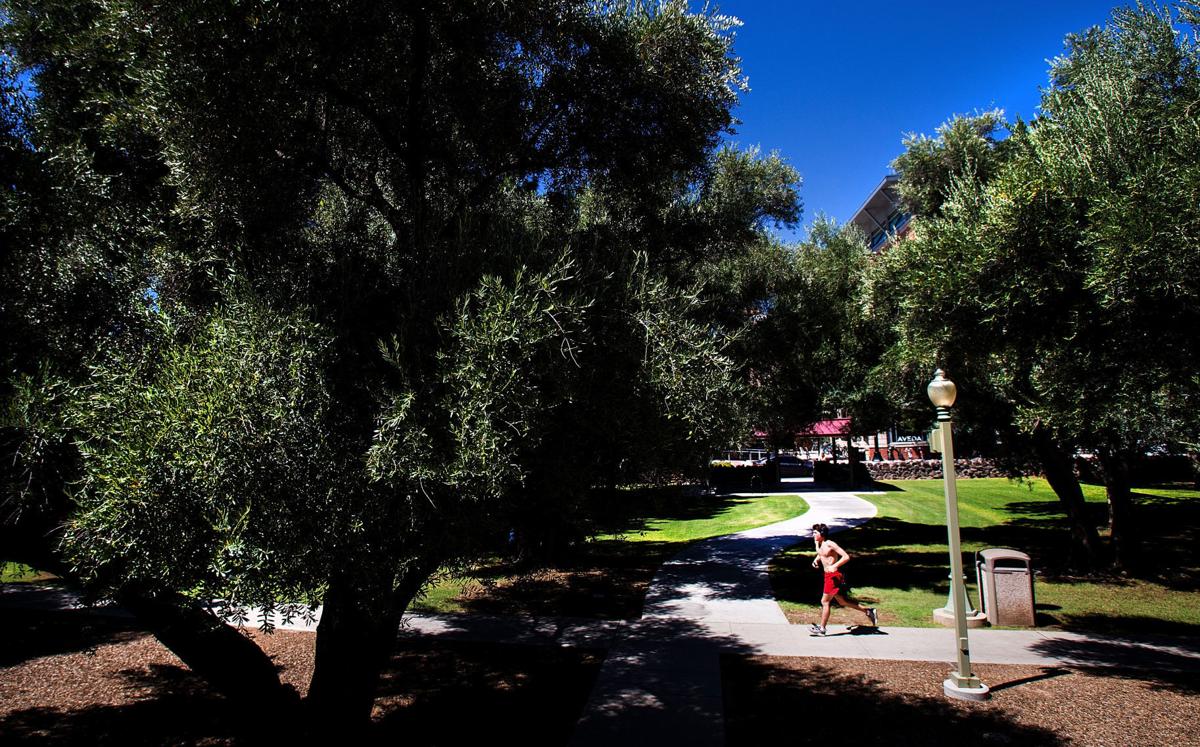 Aged Olive Trees Line The Olive Walk At The University Of Arizona