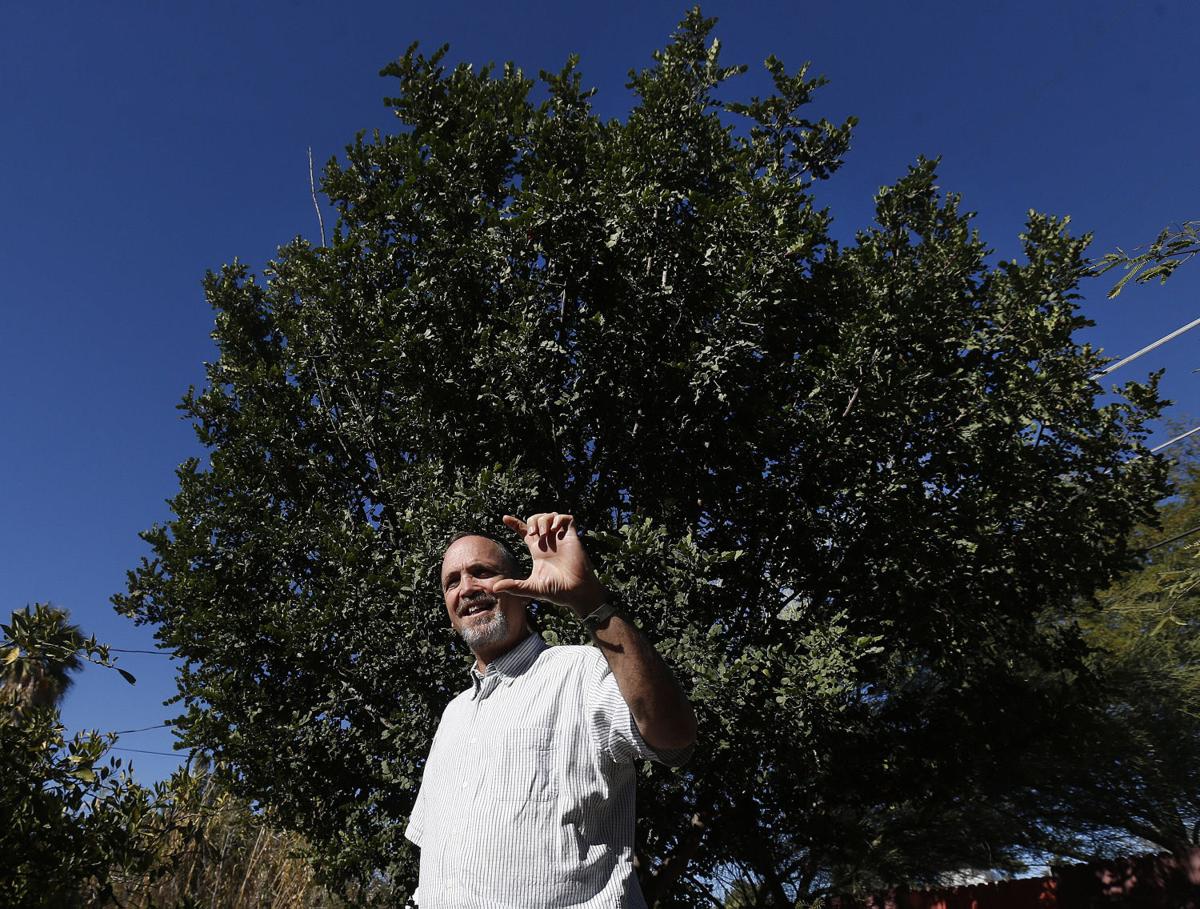 Trees for Tucson