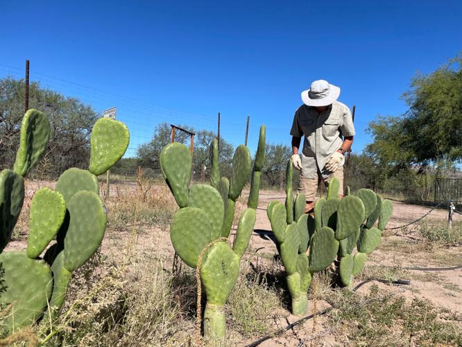 Arizona helps expand food market for prickly pear cactus