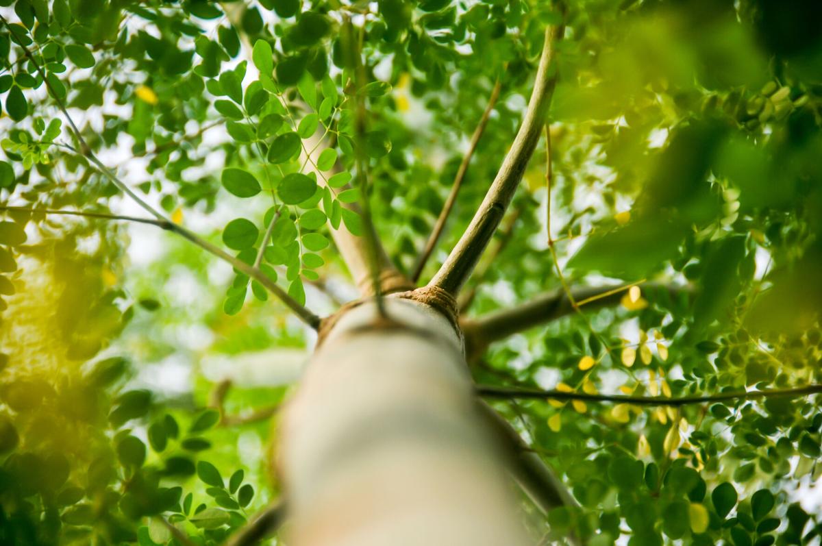 Moringa or drumstick tree