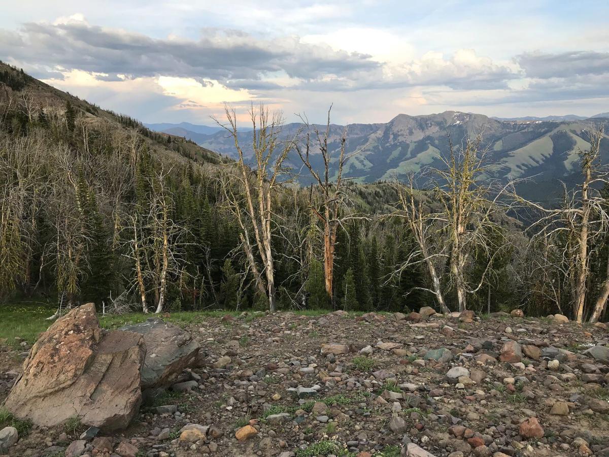 Rancher charts new way forward for dealing with grizzlies