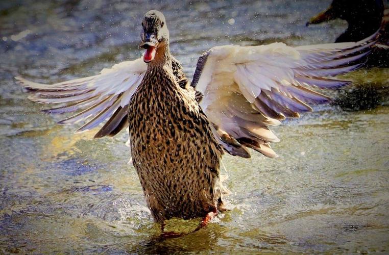 Duck walk