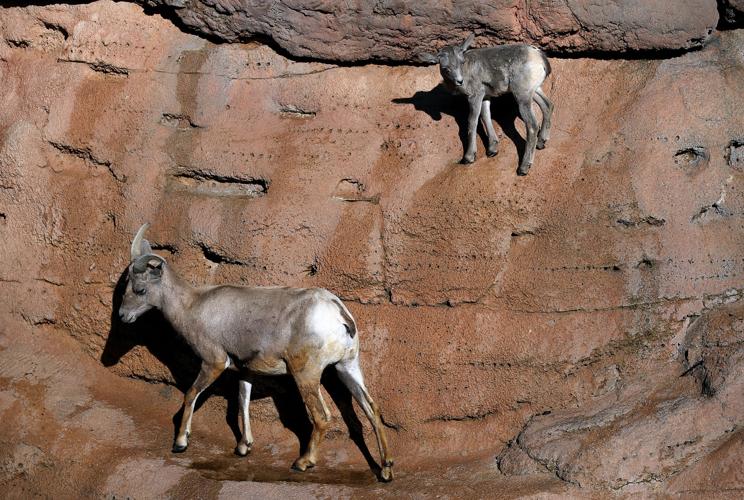 Baby bighorn lamb at the Desert Museum