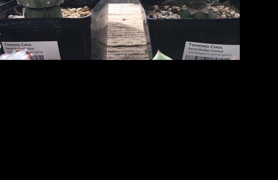 Tohono Chul spring plant sale