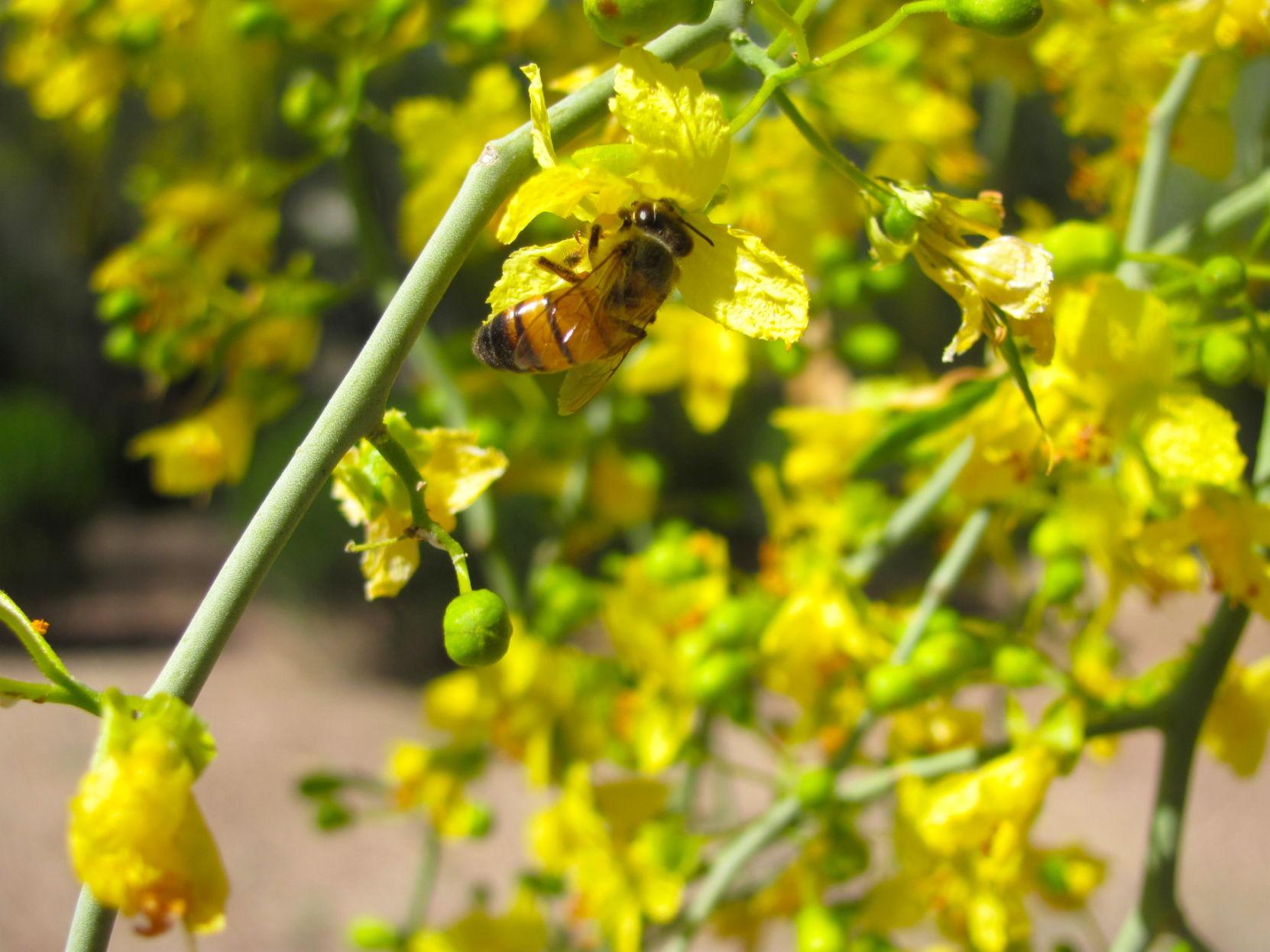 10 fun facts about palo verde trees