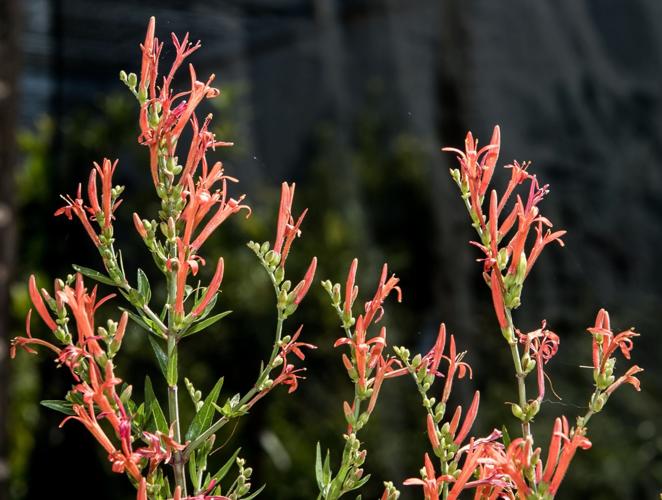 Firecracker plants