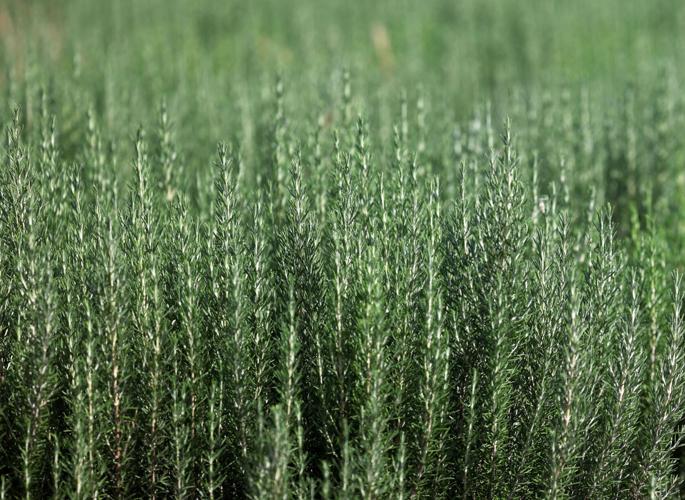 State pushes 10% water use cut for farmers in Willcox Basin